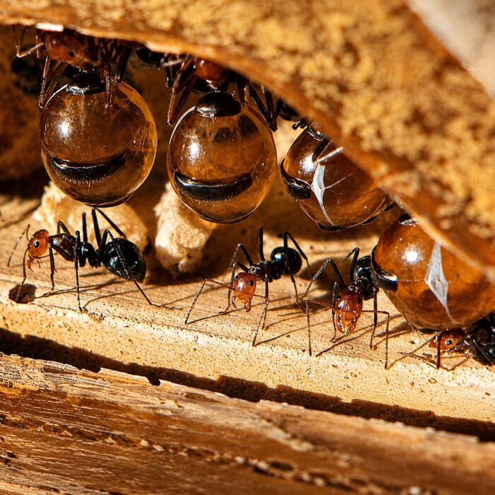 Myrmecocystus mendax major worker — workers with enlarged ambercoloured gasters honeypot ant from the North American deserts, live colony at ANTonTOP