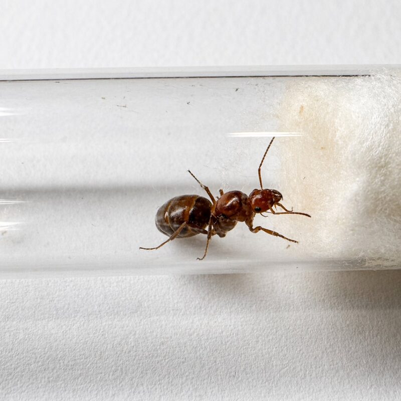 Myrmecocystus mimicus Königin mit Brut — Gründungskolonie der Honigtopfameise aus nordamerikanischen Wüsten, lebende Ameisen zum Verkauf