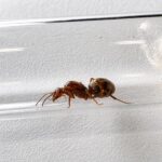 Myrmecocystus mimicus Arbeiterinnen im Formikarium — Honigtopfameise für Halter, nachtaktive Sammlerinnen, Repleten hängen als lebende Vorratsgefäße