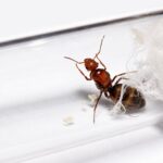 Myrmecocystus mimicus major worker — workers with enlarged amber-coloured gasters honeypot ant from the North American deserts, live colony at ANTonTOP