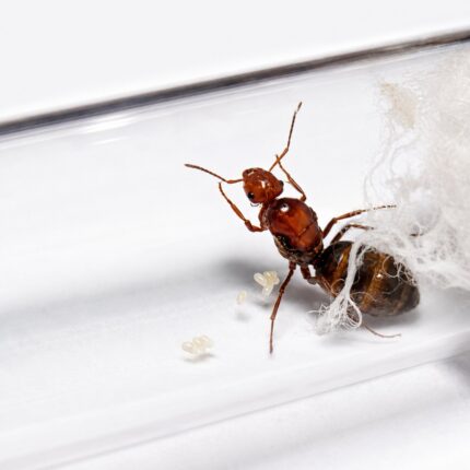 Myrmecocystus mimicus major worker — workers with enlarged amber-coloured gasters honeypot ant from the North American deserts, live colony at ANTonTOP