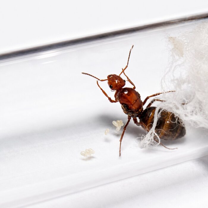 Myrmecocystus mimicus major worker — workers with enlarged ambercoloured gasters honeypot ant from the North American deserts, live colony at ANTonTOP