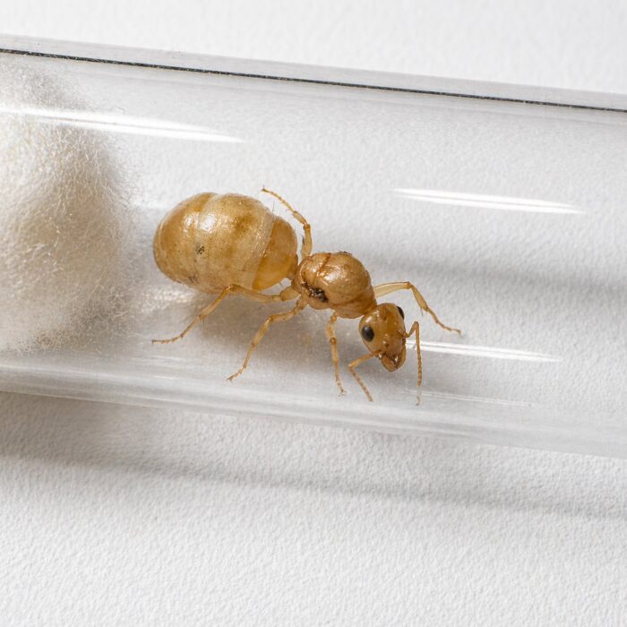 Myrmecocystus navajo  obrazek 4