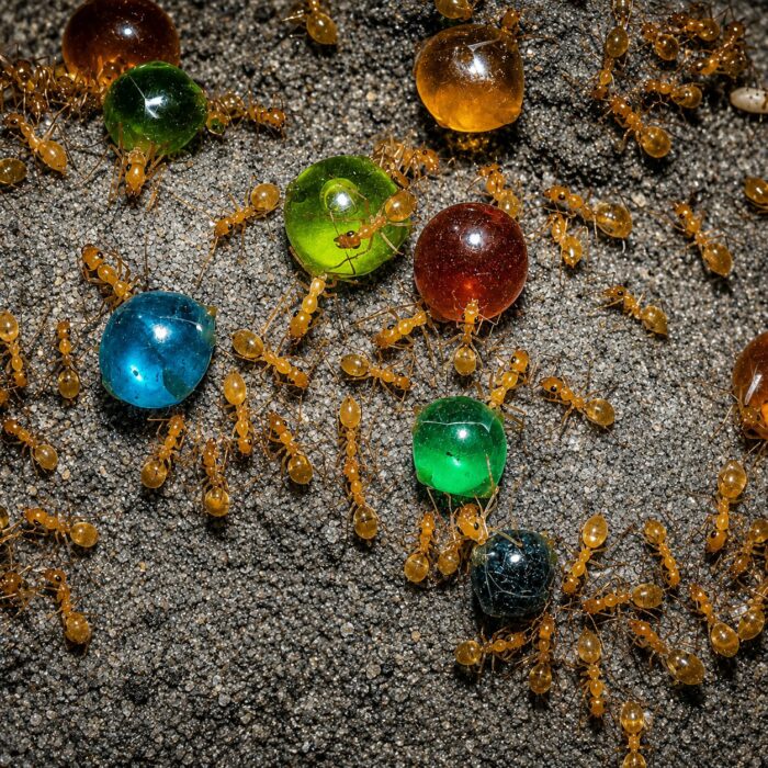 Myrmecocystus navajo — żywa kolonia mrówek na sprzedaż w ANTonTOP