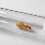 Myrmecocystus navajo - obrazek 3