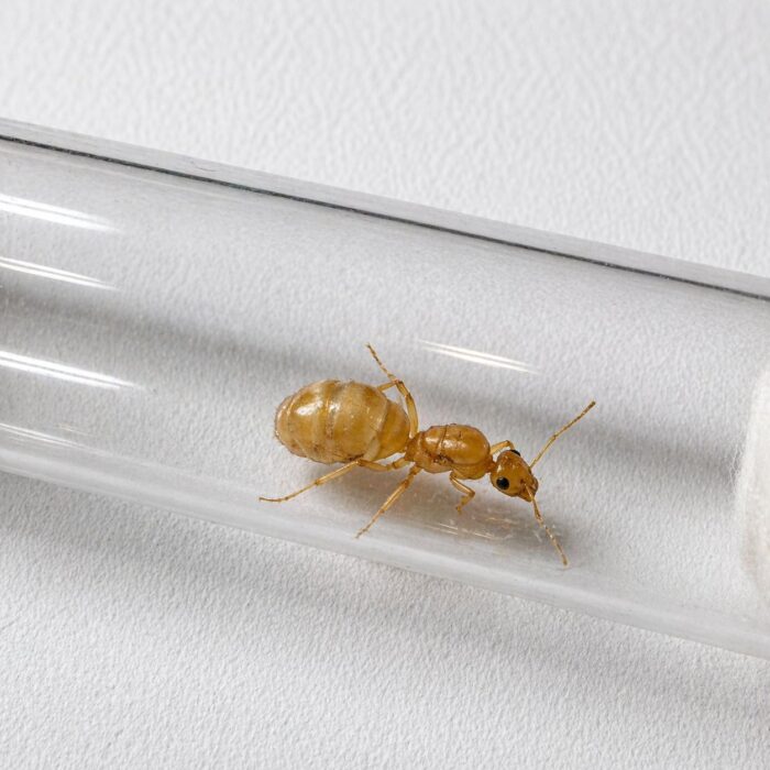 Myrmecocystus navajo  obrazek 3