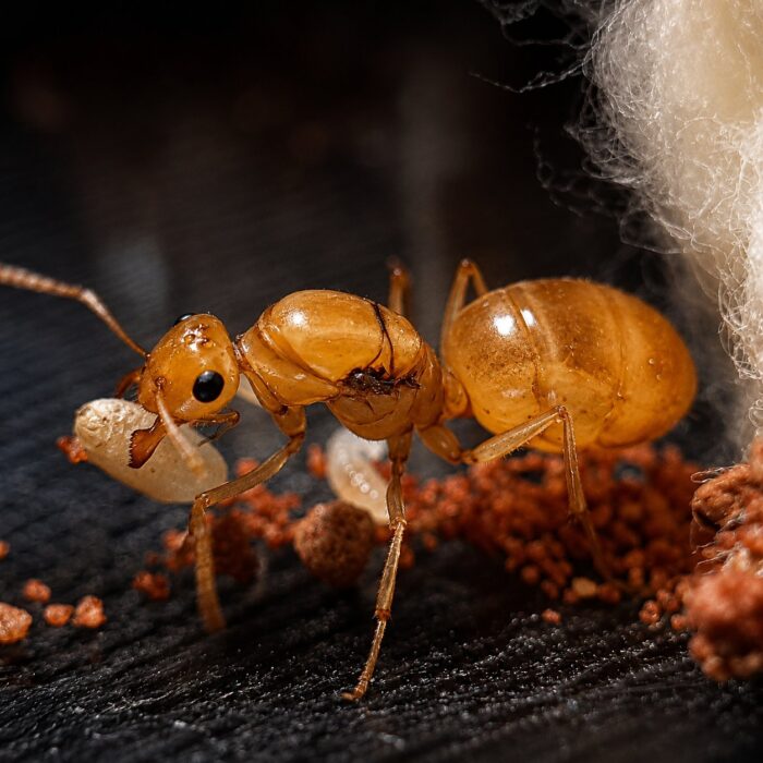 Myrmecocystus navajo duża robotnica — robotnice z powiększonymi gasterami w kolorze bursztynu mrówka miodowa z pustyń Ameryki Północnej, żywa kolonia w ANTonTOP