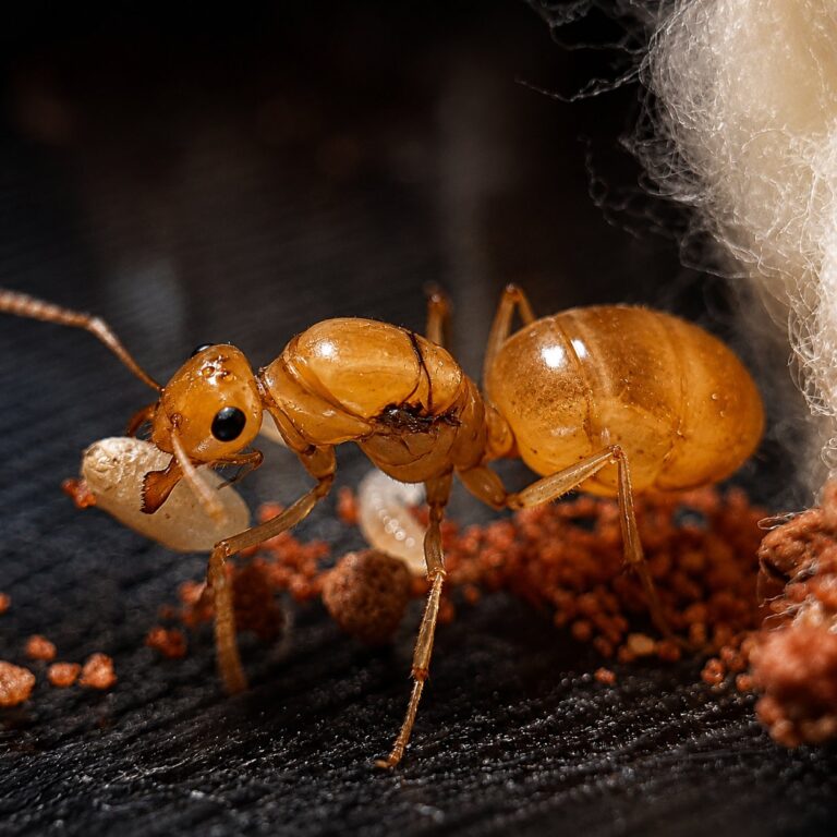 Myrmecocystus navajo duża robotnica — robotnice z powiększonymi gasterami w kolorze bursztynu mrówka miodowa z pustyń Ameryki Północnej, żywa kolonia w ANTonTOP