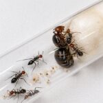 Myrmecocystus placodops - obrazek 3