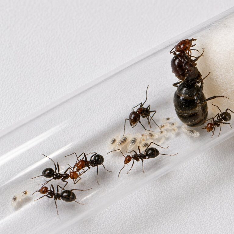 Myrmecocystus placodops Königin mit Brut — Gründungskolonie der Honigtopfameise aus nordamerikanischen Wüsten, lebende Ameisen zum Verkauf