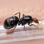 Myrmecocystus placodops duża robotnica — robotnice z powiększonymi gasterami w kolorze bursztynu mrówka miodowa z pustyń Ameryki Północnej, żywa kolonia w ANTonTOP