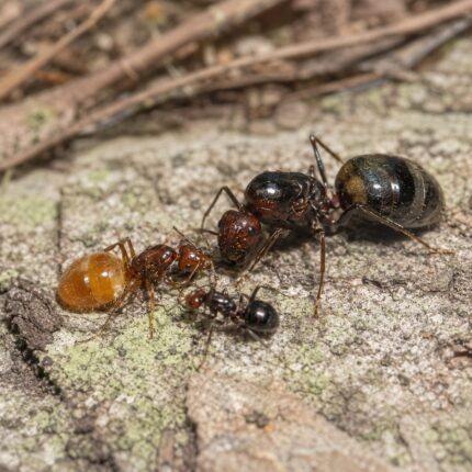 Myrmecocystus romaniei duża robotnica — robotnice z powiększonymi gasterami w kolorze bursztynu mrówka miodowa z pustyń Ameryki Północnej, żywa kolonia w ANTonTOP