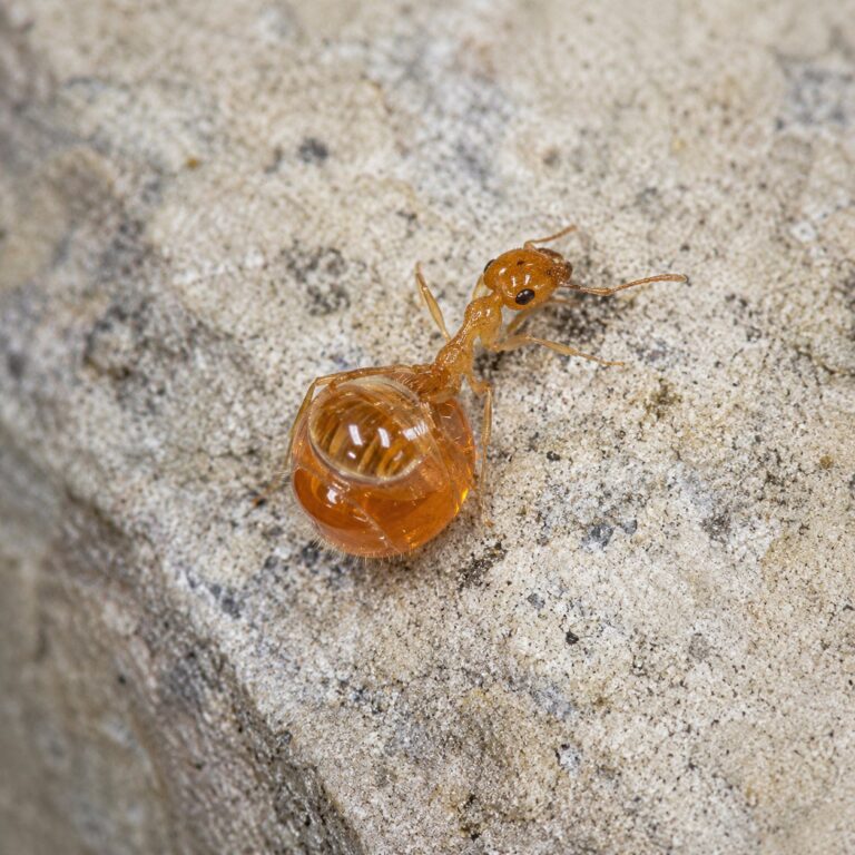 Myrmecocystus testaceus duża robotnica — robotnice z powiększonymi gasterami w kolorze bursztynu mrówka miodowa z pustyń Ameryki Północnej, żywa kolonia w ANTonTOP