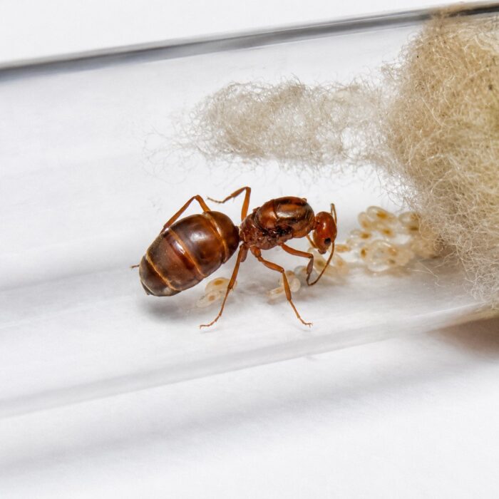 Myrmecocystus wheeleri duża robotnica — robotnice z powiększonymi gasterami w kolorze bursztynu mrówka miodowa z pustyń Ameryki Północnej, żywa kolonia w ANTonTOP