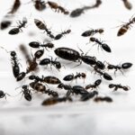 Myrmelachista chilensis worker — small yellow or brown body twig-dwelling ant from the Neotropics, live colony at ANTonTOP