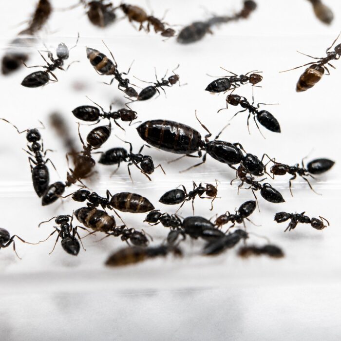 Myrmelachista chilensis worker — small yellow or brown body twigdwelling ant from the Neotropics, live colony at ANTonTOP