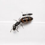 Myrmelachista chilensis reina con cría — colonia fundadora de hormiga habitante de ramitas Neotropical, hormigas vivas en venta