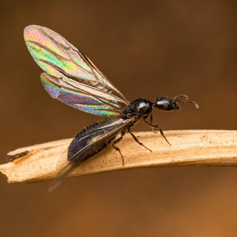 Myrmelachista hoffmanni reina con cría — colonia fundadora de hormiga habitante de ramitas Neotropical, hormigas vivas en venta