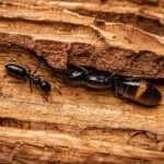 Myrmelachista hoffmanni worker — small yellow or brown body twig-dwelling ant from the Neotropics, live colony at ANTonTOP