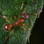 Myrmica rubra - obrazek 2
