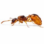Myrmica rubra - obrazek 3