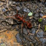 Myrmica rubra robotnica — rdzawo-brązowe ciało 4-5 mm mrówka rudnica ze strefy umiarkowanej holarktycznej, żywa kolonia w ANTonTOP