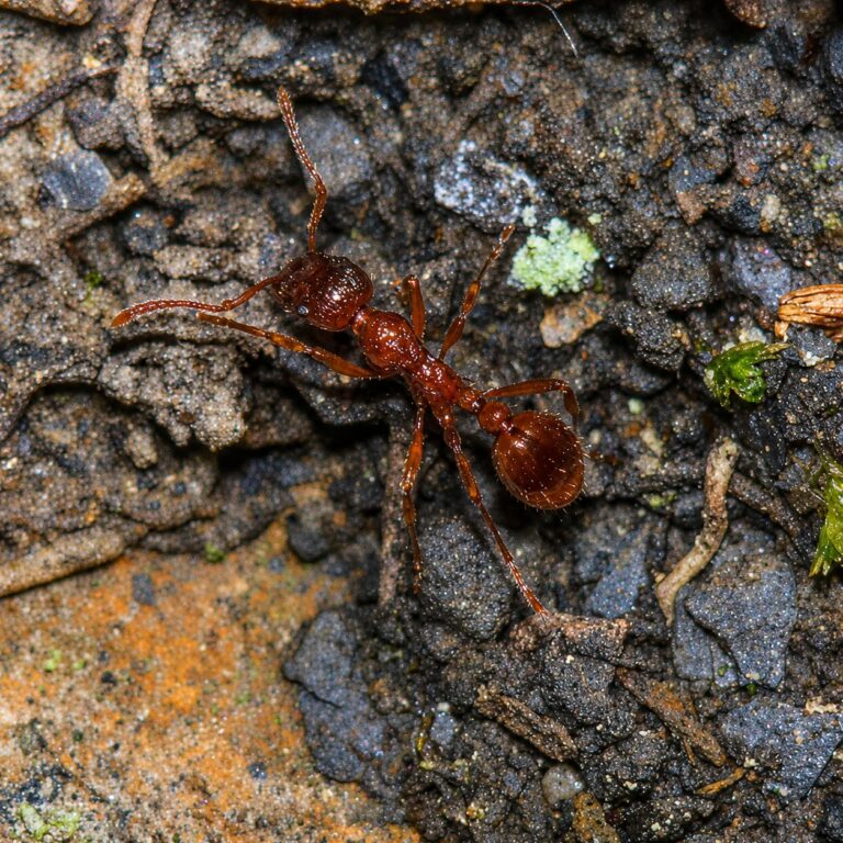 Myrmica rubra robotnica — rdzawo-brązowe ciało 4-5 mm mrówka rudnica ze strefy umiarkowanej holarktycznej, żywa kolonia w ANTonTOP