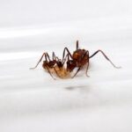 Myrmicaria birmana robotnica — wyraźne oczy złożone mrówka długonosa z Afryki i Azji, żywa kolonia w ANTonTOP