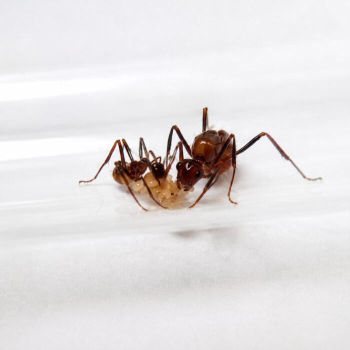 Myrmicaria birmana robotnica — wyraźne oczy złożone mrówka długonosa z Afryki i Azji, żywa kolonia w ANTonTOP