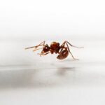 Myrmicaria birmana - obrazek 2