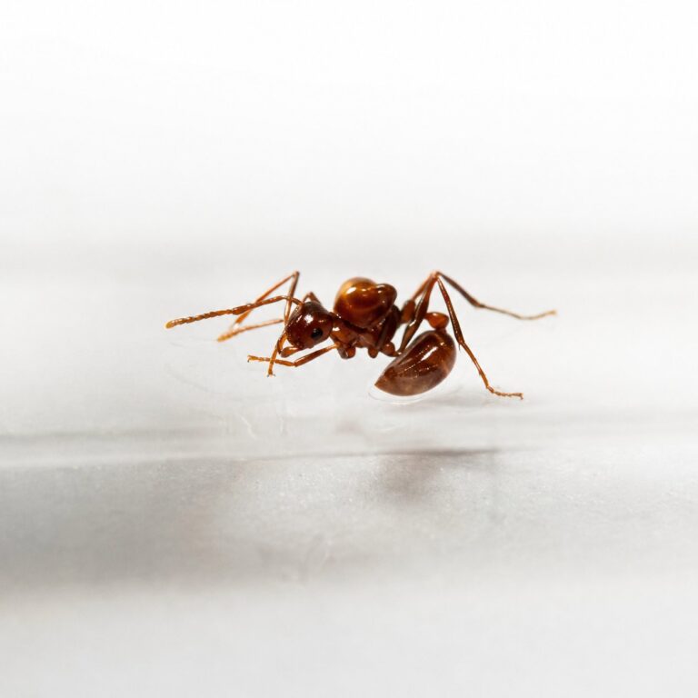 Myrmicaria birmana reina con cría — colonia fundadora de hormiga de grandes ojos de África y Asia, hormigas vivas en venta