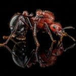 Myrmicaria brunnea - obrazek 2