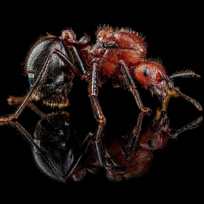 Myrmicaria brunnea  obrazek 2