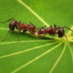 Myrmicaria brunnea robotnica — wyraźne oczy złożone mrówka długonosa z Afryki i Azji, żywa kolonia w ANTonTOP