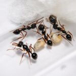 Myrmoteras opalinum robotnica — pomarańczowo-brązowa 280-stopniowa mrówka pułapko-żuchwowa z Azji Południowo-Wschodniej, żywa kolonia w ANTonTOP