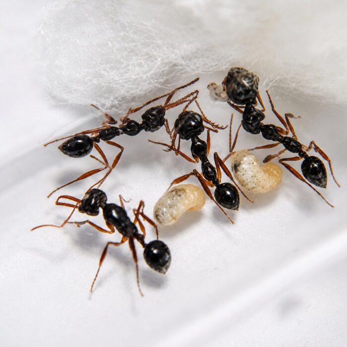 Myrmoteras opalinum robotnica — pomarańczowobrązowa 280stopniowa mrówka pułapkożuchwowa z Azji PołudniowoWschodniej, żywa kolonia w ANTonTOP