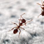 Myrmoteras opalinum - obrazek 4