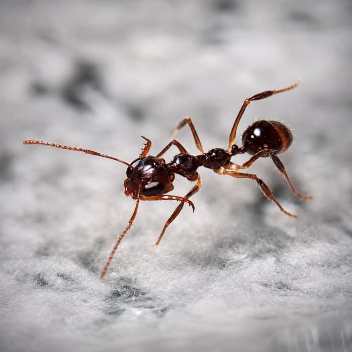 Myrmoteras opalinum  obrazek 2