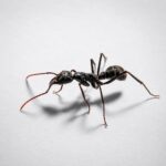 Neoponera apicalis - obrazek 2