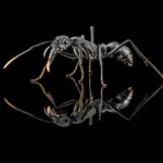 Neoponera apicalis robotnica — matowe czarne krępe ciało 10-15 mm tropikalna mrówka ponerine z Neotropik, żywa kolonia w ANTonTOP