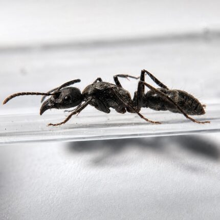 Neoponera villosa worker — matt-black robust body 10-15 mm tropical ponerine from the Neotropics, live colony at ANTonTOP