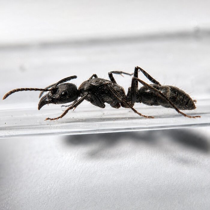Neoponera villosa robotnica — matowe czarne krępe ciało 1015 mm tropikalna mrówka ponerine z Neotropik, żywa kolonia w ANTonTOP