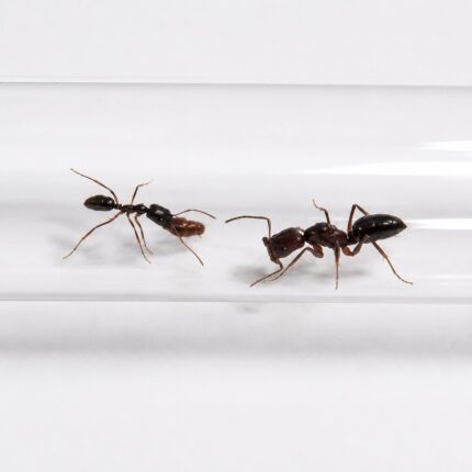 Odontomachus bauri worker — elongated trap-jaw mandibles held wide open trap-jaw ant native to the pantropics, live colony at ANTonTOP