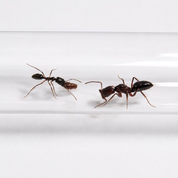 odontomachusbauriOdontomachusbauri1 Odontomachus bauri robotnica — wydłużone pułapkowe żuchwy trzymane szeroko otwarte mrówka pułapkożuchwowa pantropikalna, żywa kolonia w ANTonTOP
