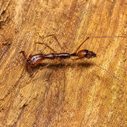 Odontomachus hastatus worker — elongated trap-jaw mandibles held wide open trap-jaw ant native to the pantropics, live colony at ANTonTOP