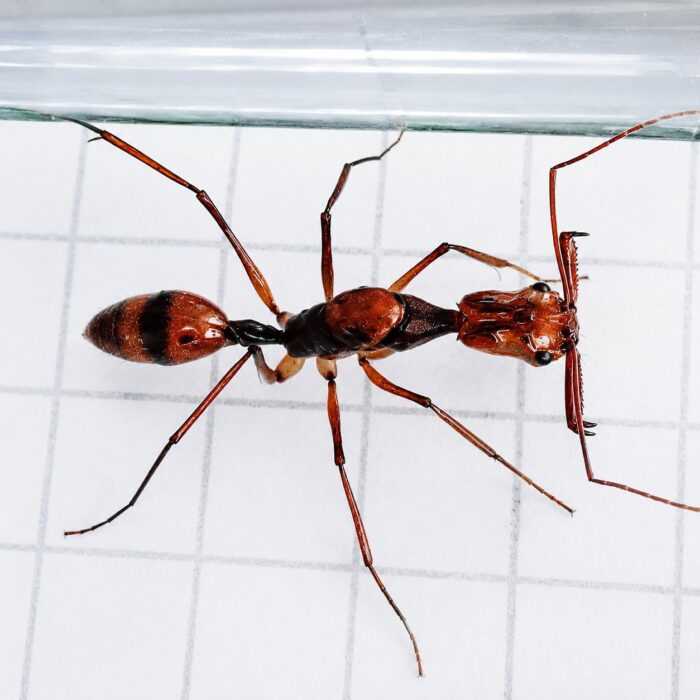 Odontomachus hastatus  obrazek 2