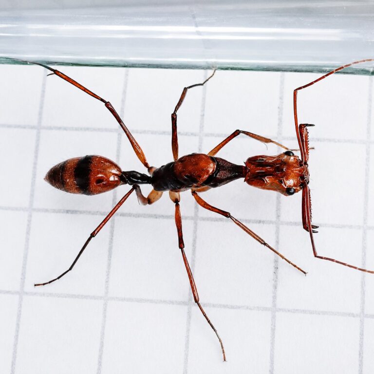 Odontomachus hastatus reina con cría — colonia fundadora de hormiga trampa-mandíbula pantropical, hormigas vivas en venta
