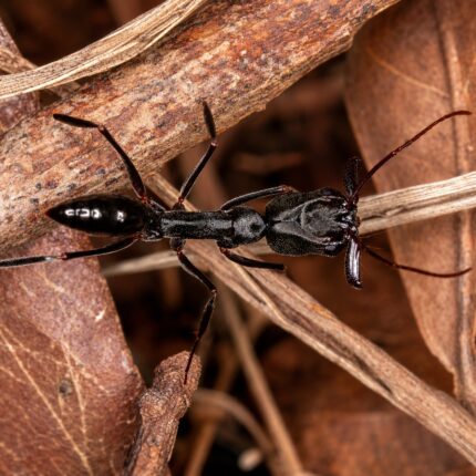 Odontomachus latidens worker — elongated trap-jaw mandibles held wide open trap-jaw ant native to the pantropics, live colony at ANTonTOP