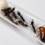Odontomachus monticola vista de colonia — colonia inicial de hormiga trampa-mandíbula de montaña lista para enviar desde ANTonTOP