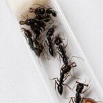 Odontomachus monticola obrera de cerca — mandíbulas que se cierran a 230 km/h, hormiga trampa-mandíbula de montaña exótica para criadores de hormigas